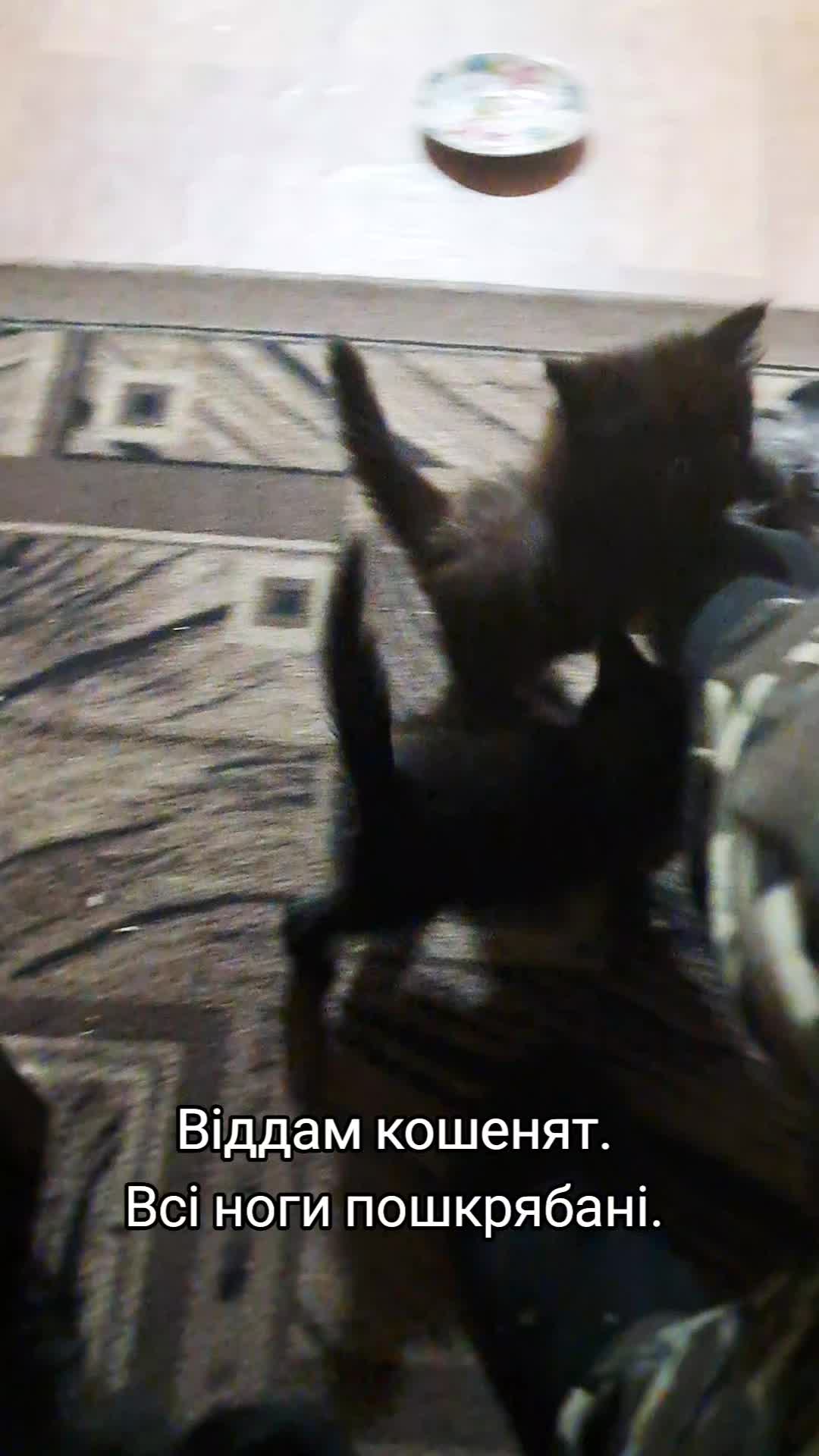 @Коти з Харківщини