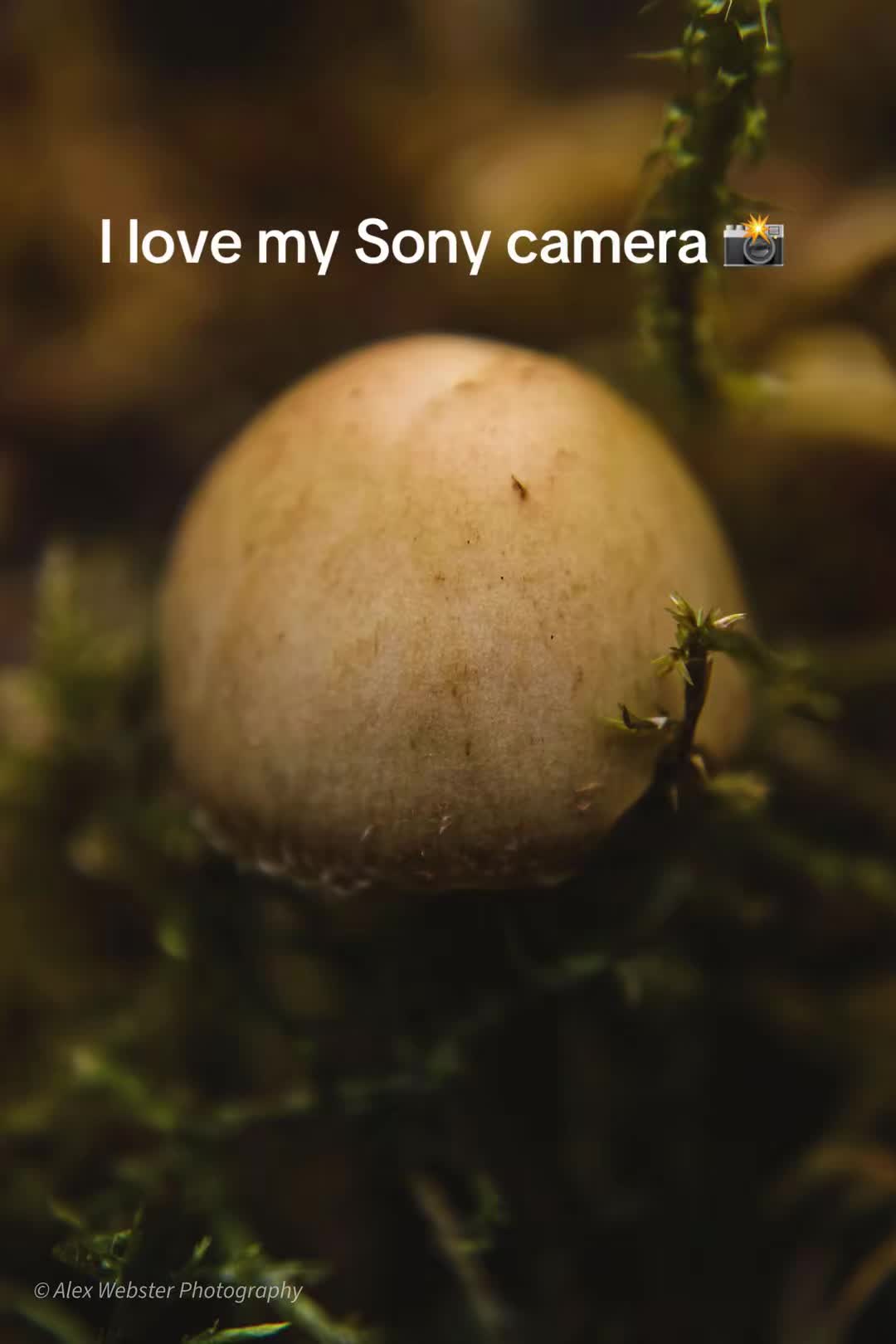 @alexwebsterphotography