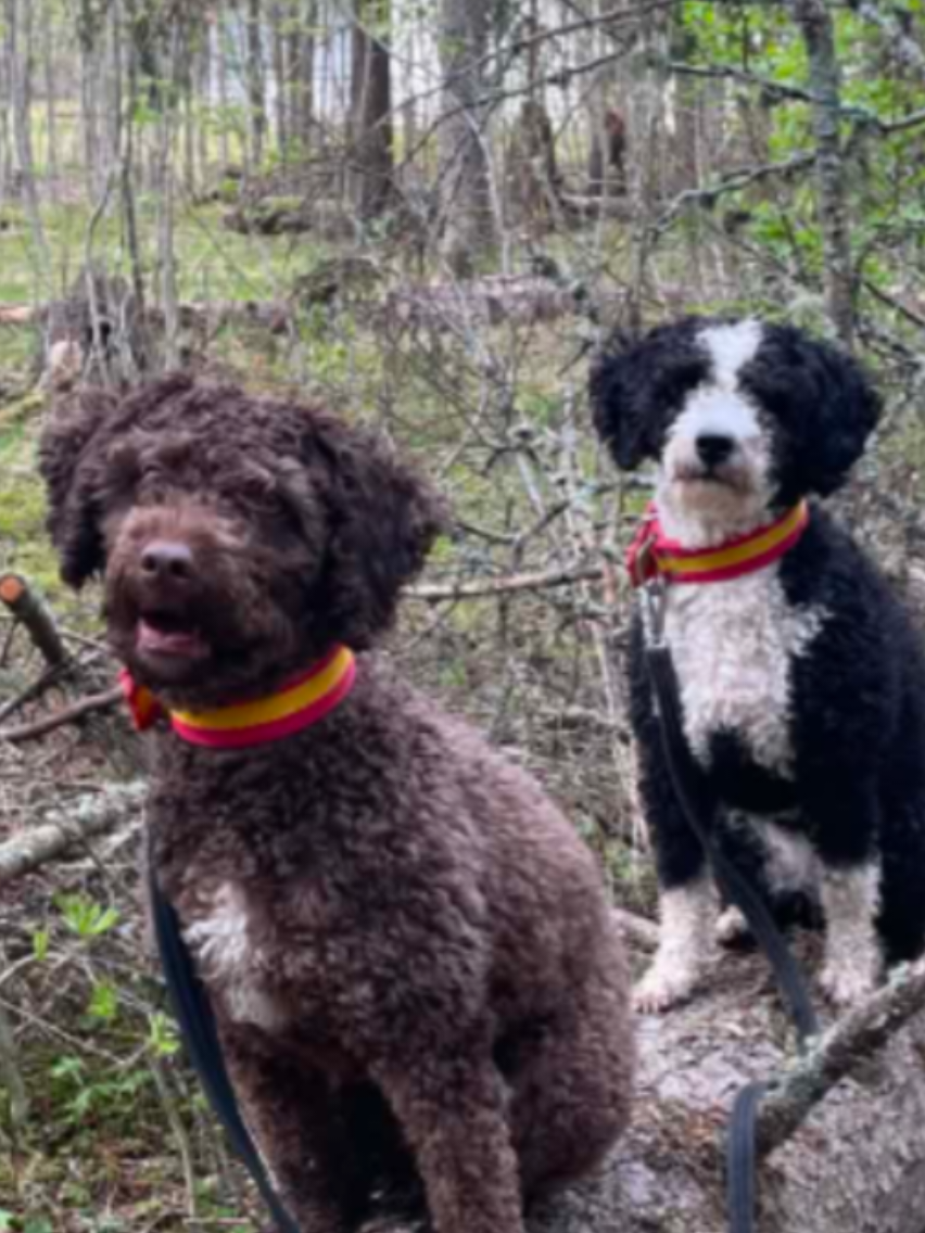 @🐾✨️mhdogs✨️🐾🇸🇪