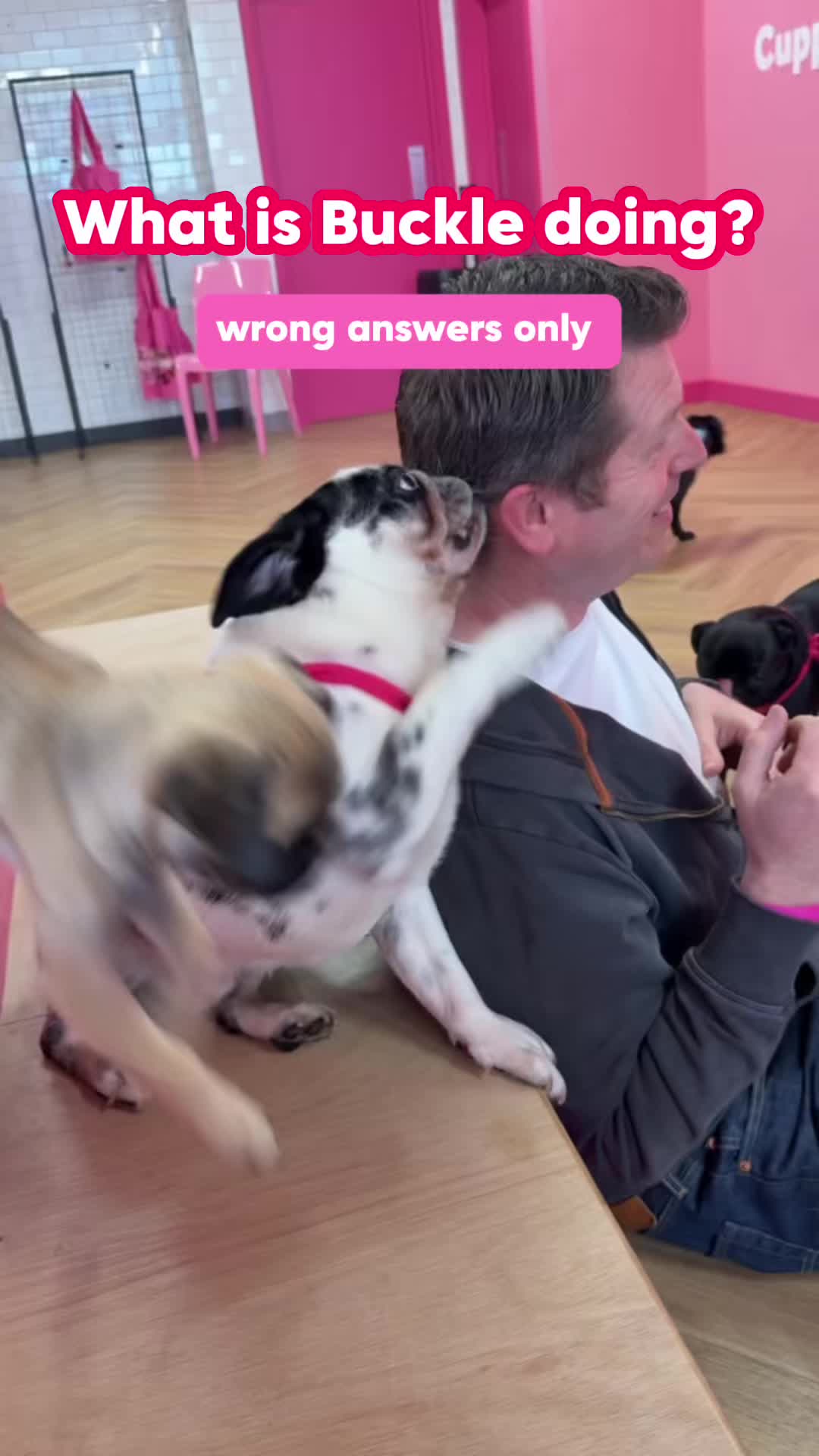 @CuppaPug