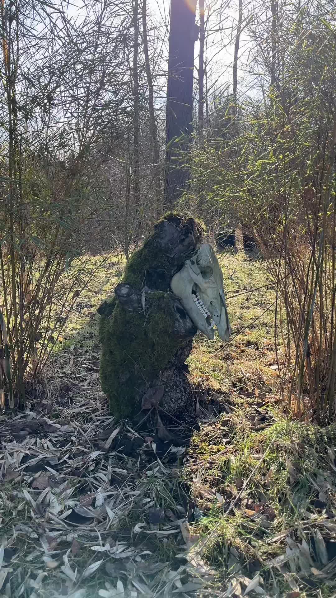 @From the woods