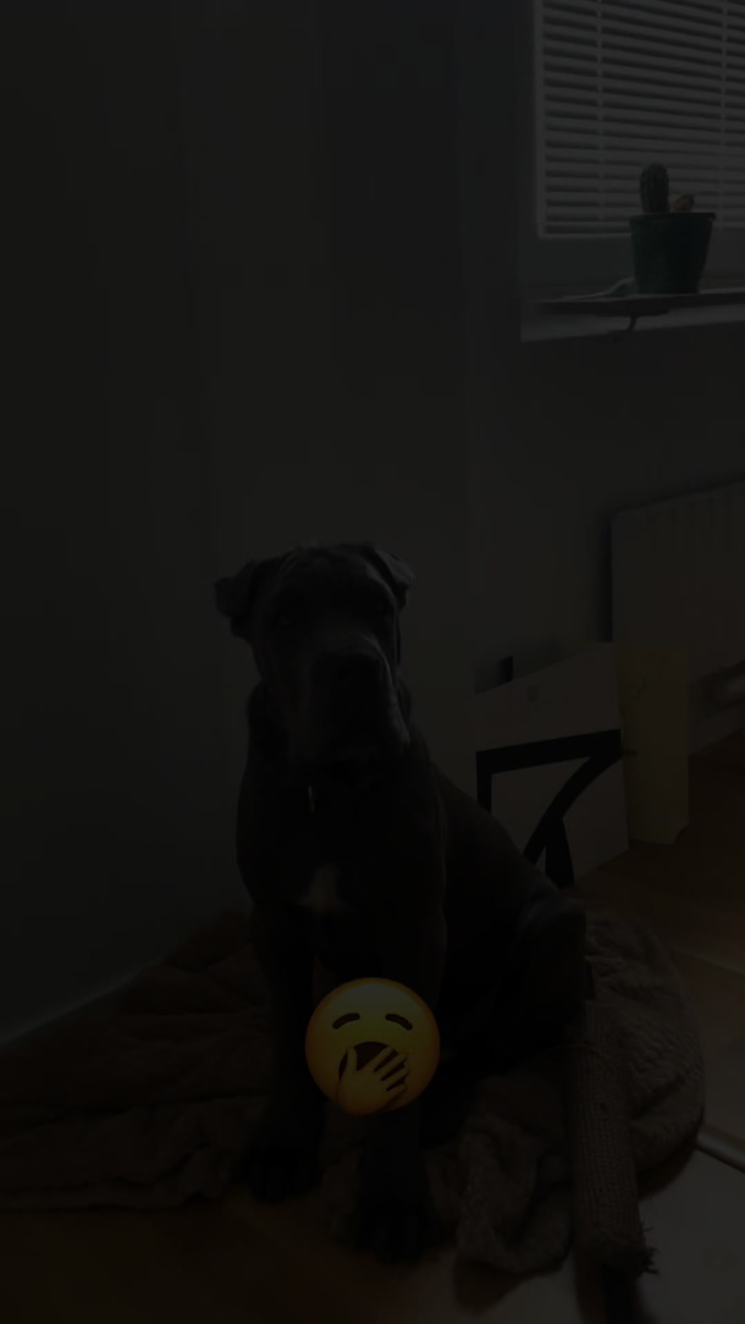 @CaneCorsoAres