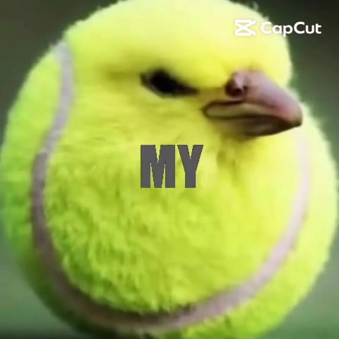 @hilfiqueti