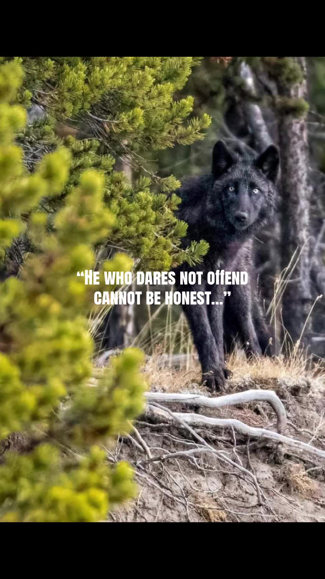 @🪬Conscious_LoneWolf🐺