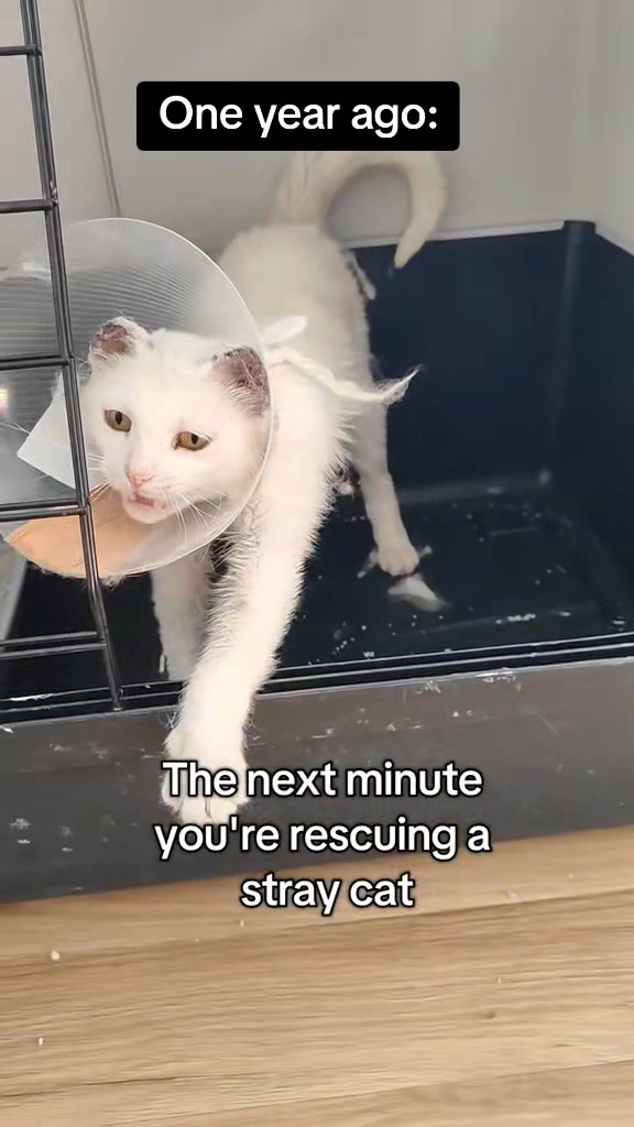 @Fluffy and Pixie