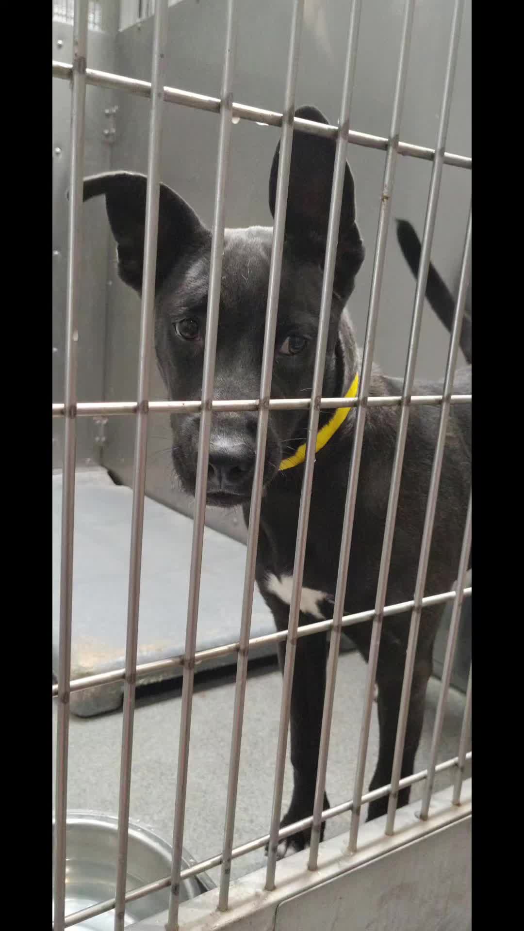 @Saving Seaaca Animals