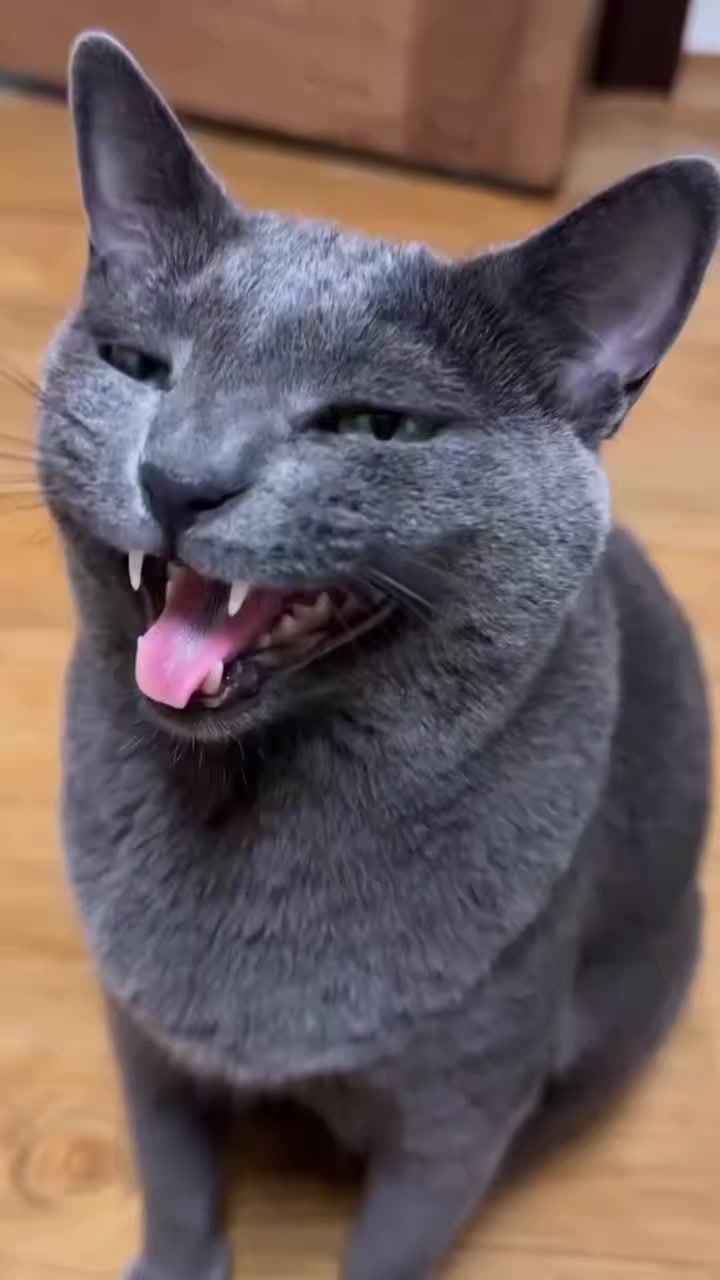 @🐈Lu&iacute;za🐈&zwj;⬛
