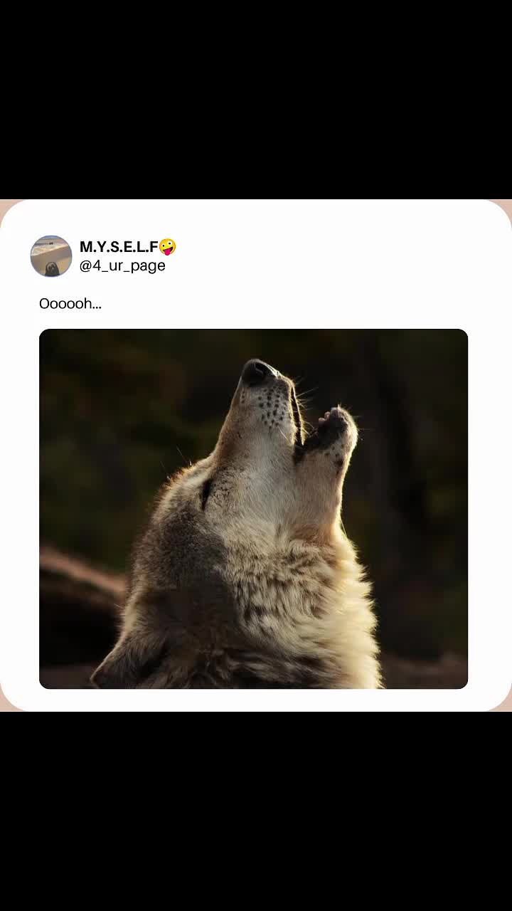 @M.Y.S.E.L.F🤪