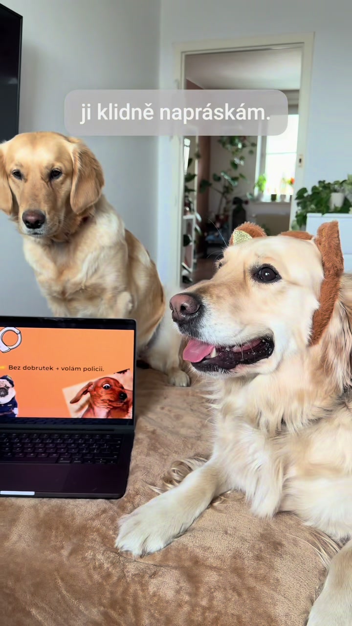 @animall_cz