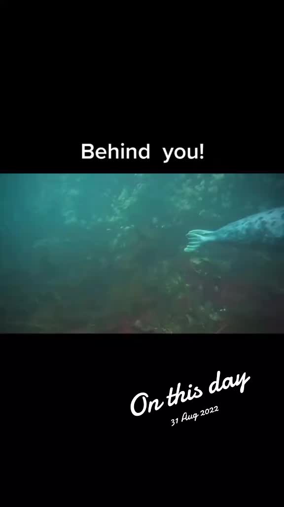 @@stutubediving
