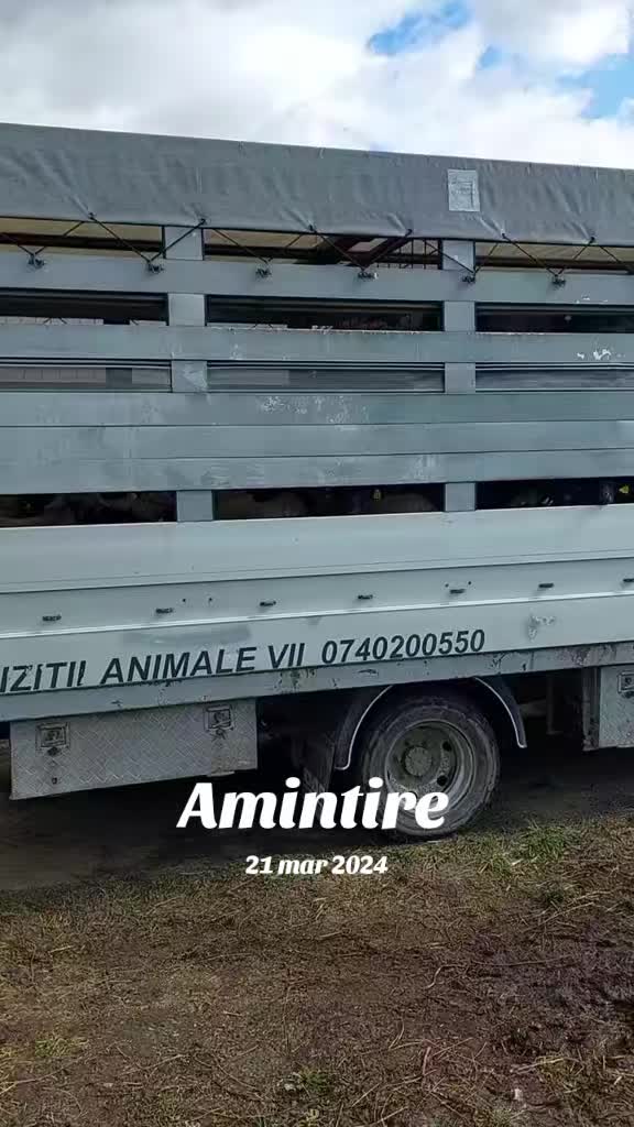 @Alin Marţii