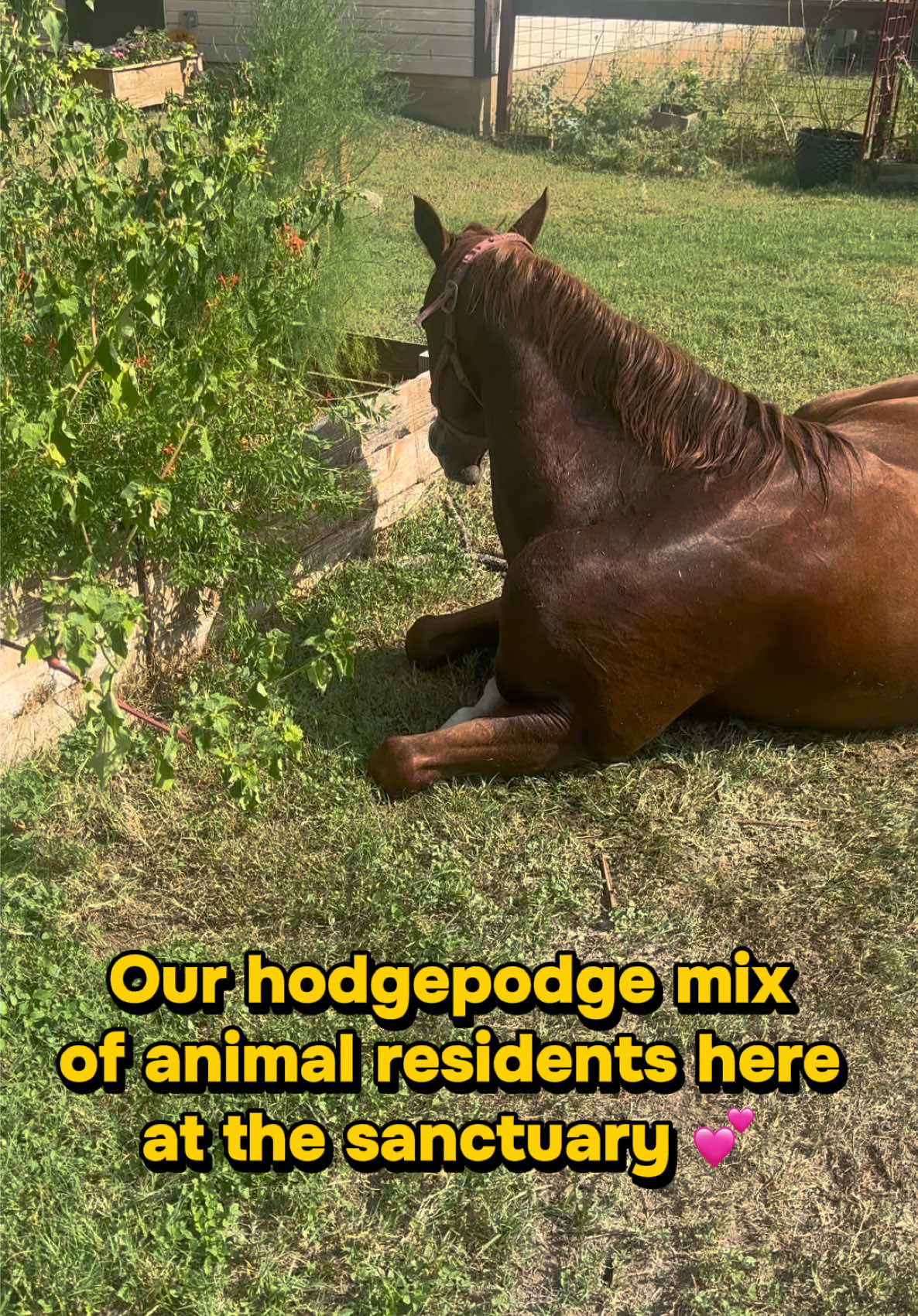 @The Gaysian cowboy