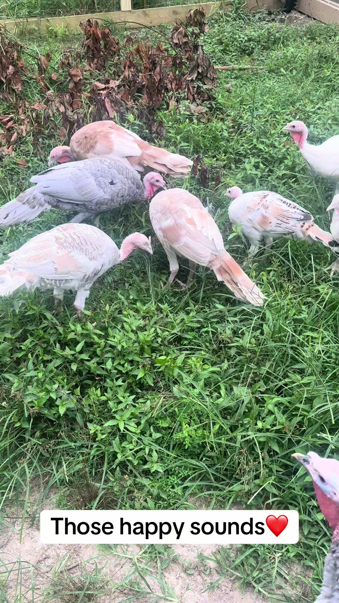 @merrickfarmstead