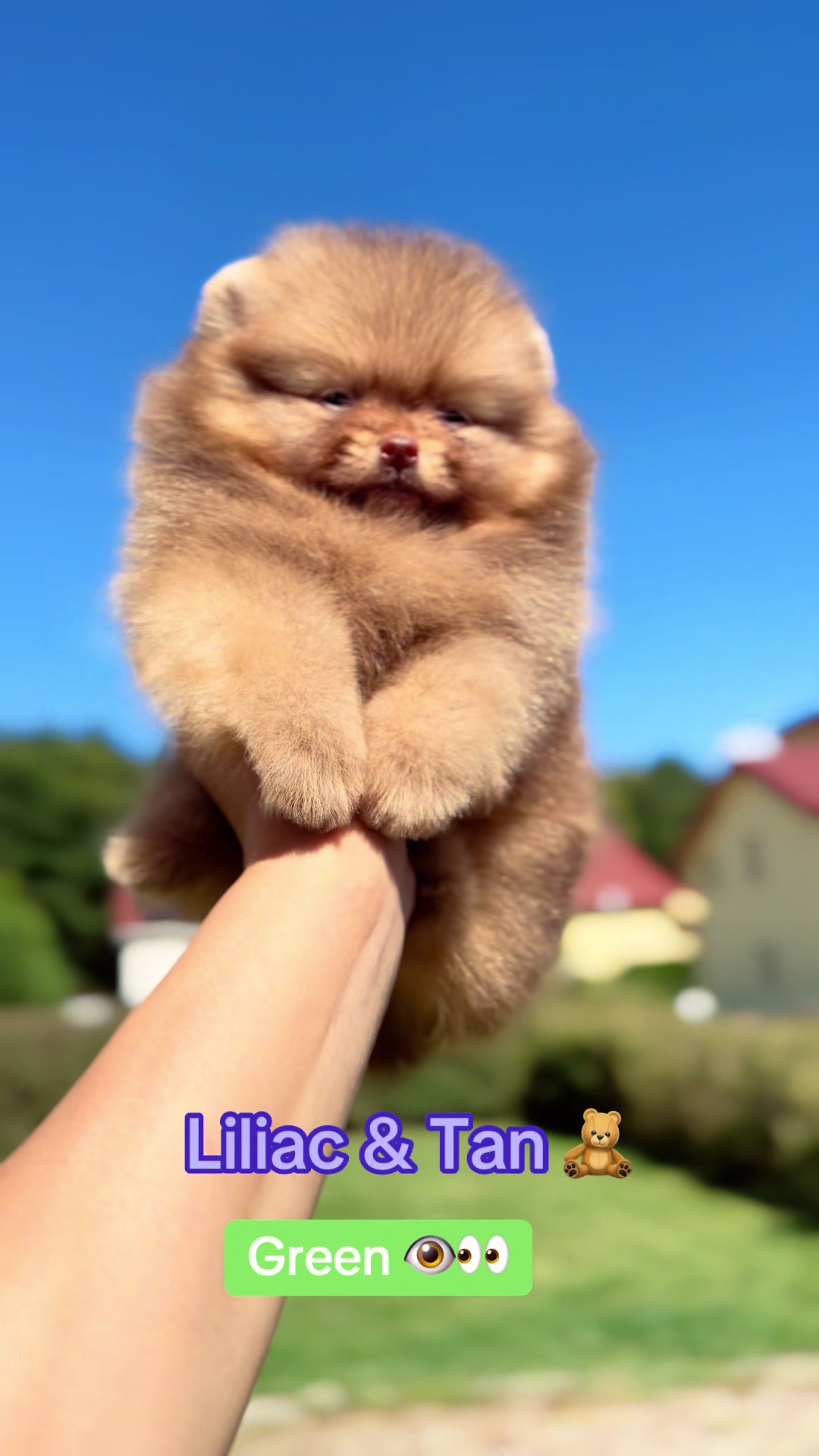 @Pomeranian.Glamour
