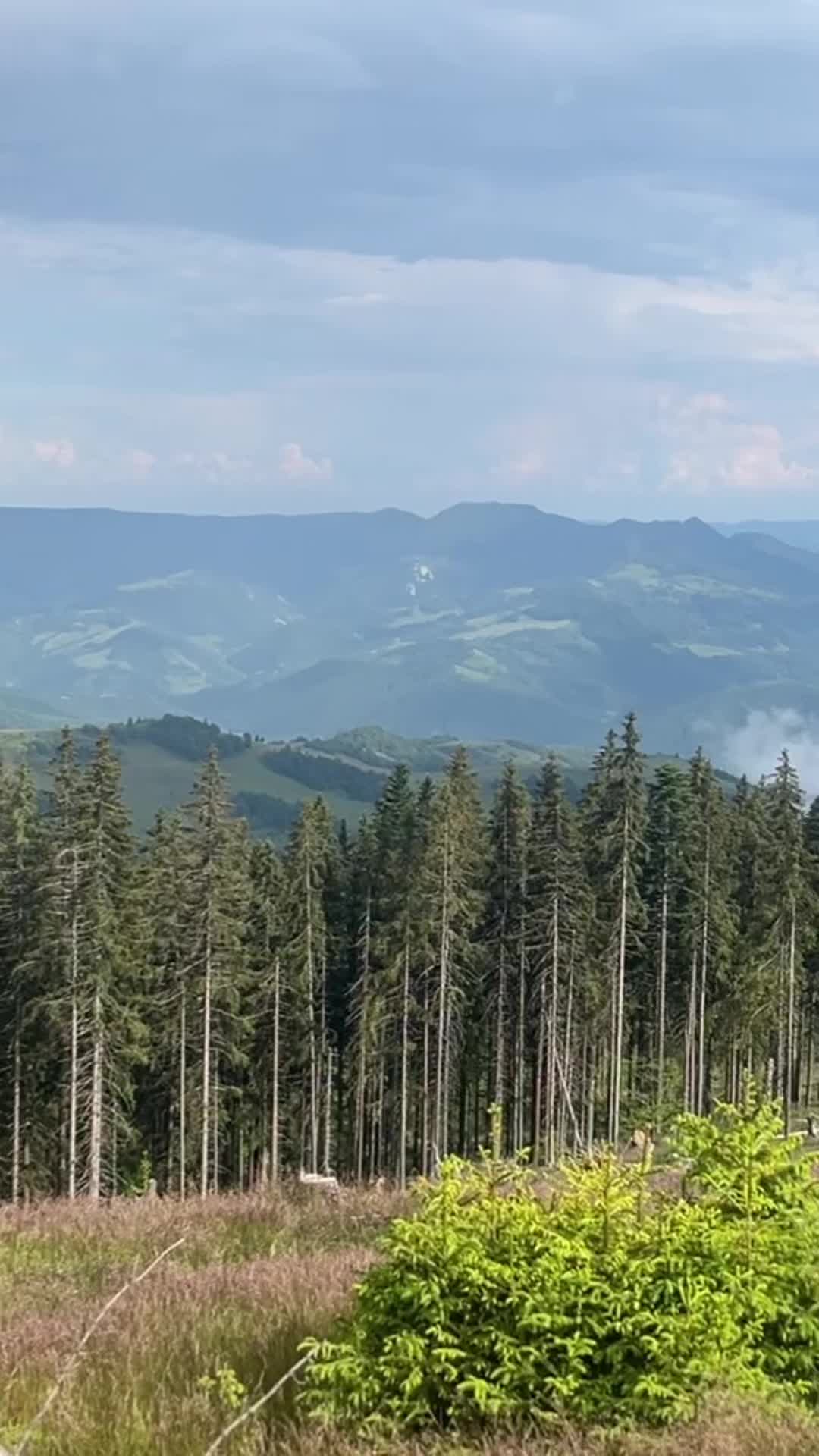 @Petruța Andrei Nicolae