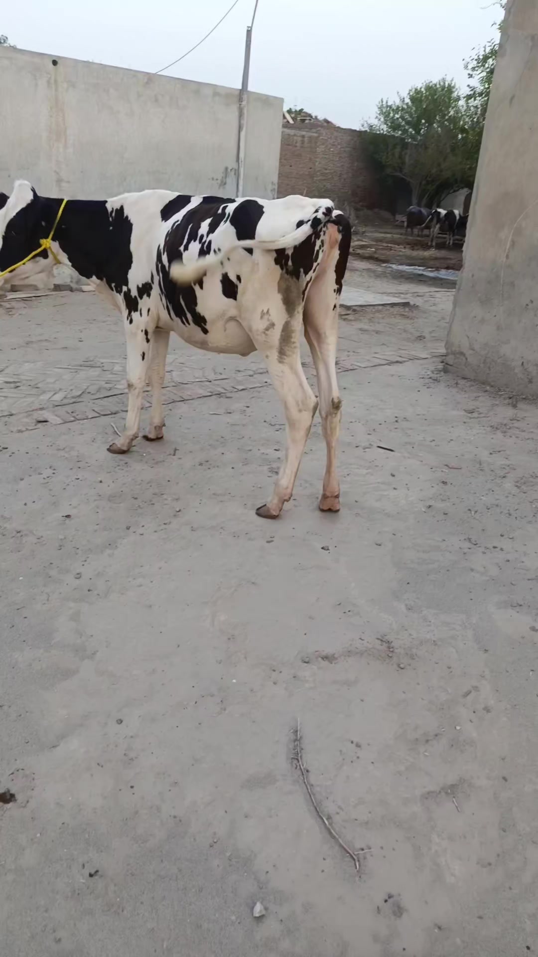 @Usmandairyfarmlayyah