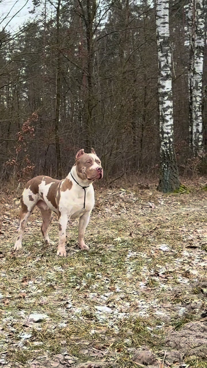 @TopQualityBullyKennel