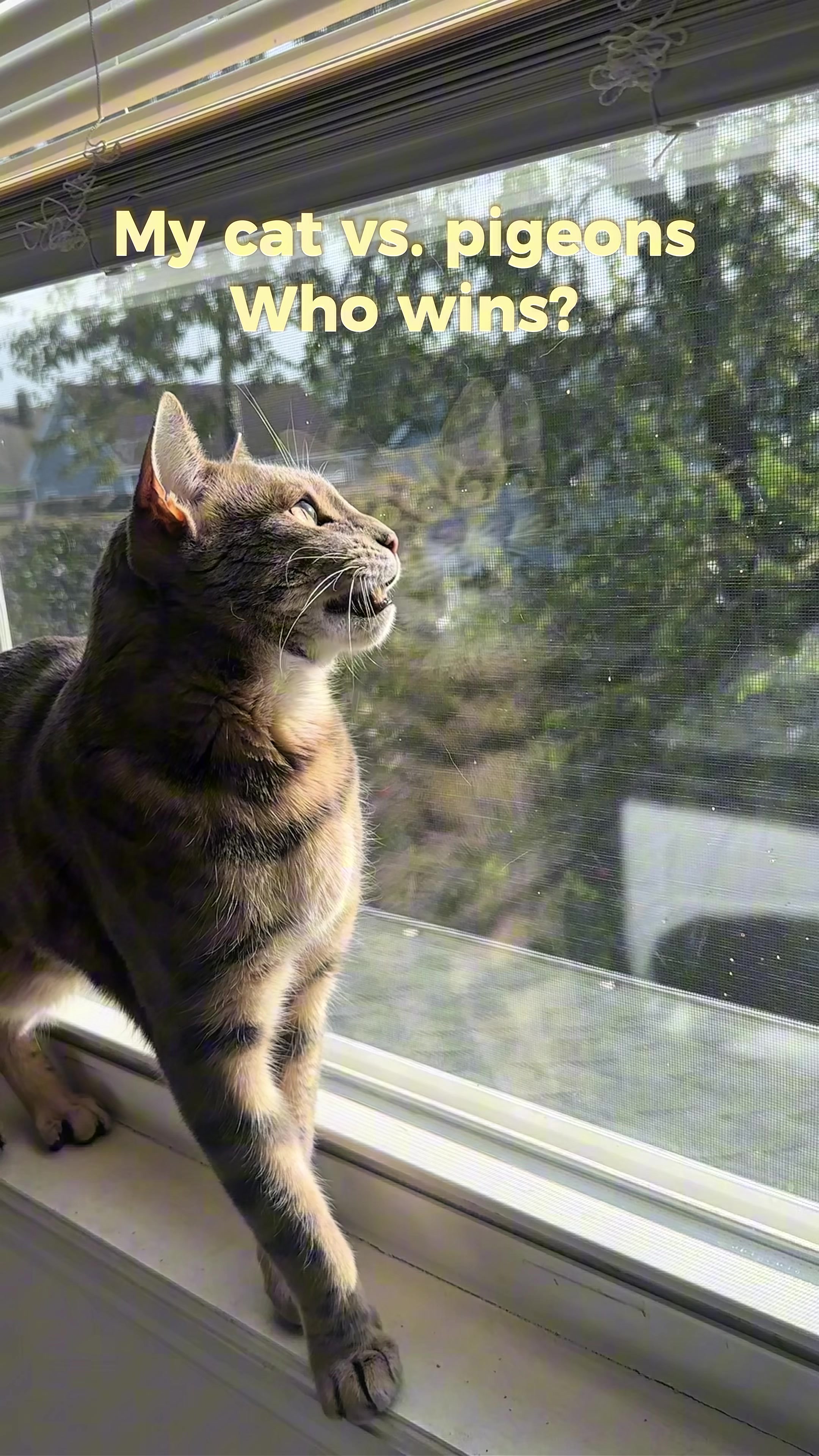 @Mochi the Bengal