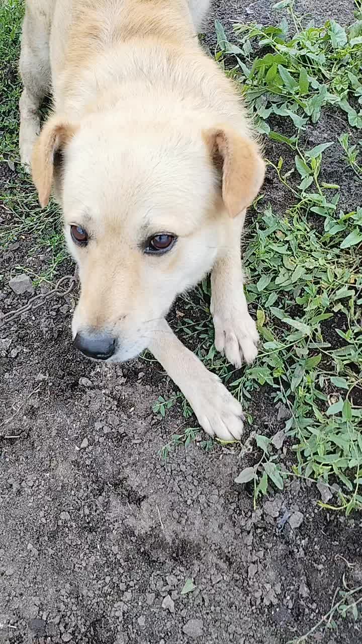@Куль