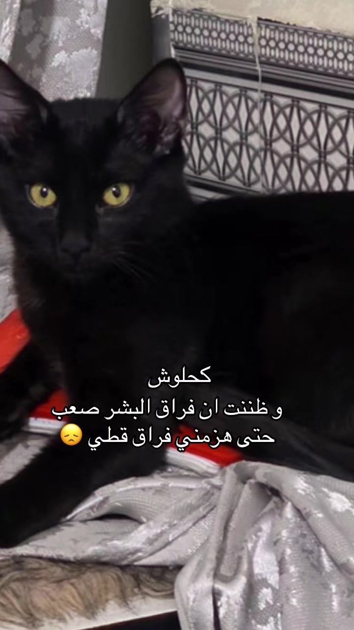 @اناقة الميرال