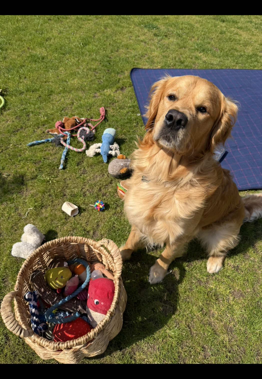 @Joey The Golden