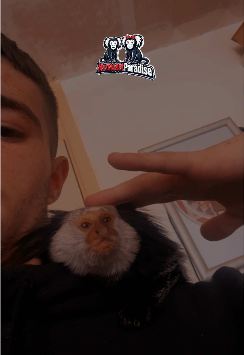 @ᴍᴀʀᴍᴏꜱᴇᴛ ᴘᴀʀᴀᴅɪꜱᴇ 🇬🇧🐒