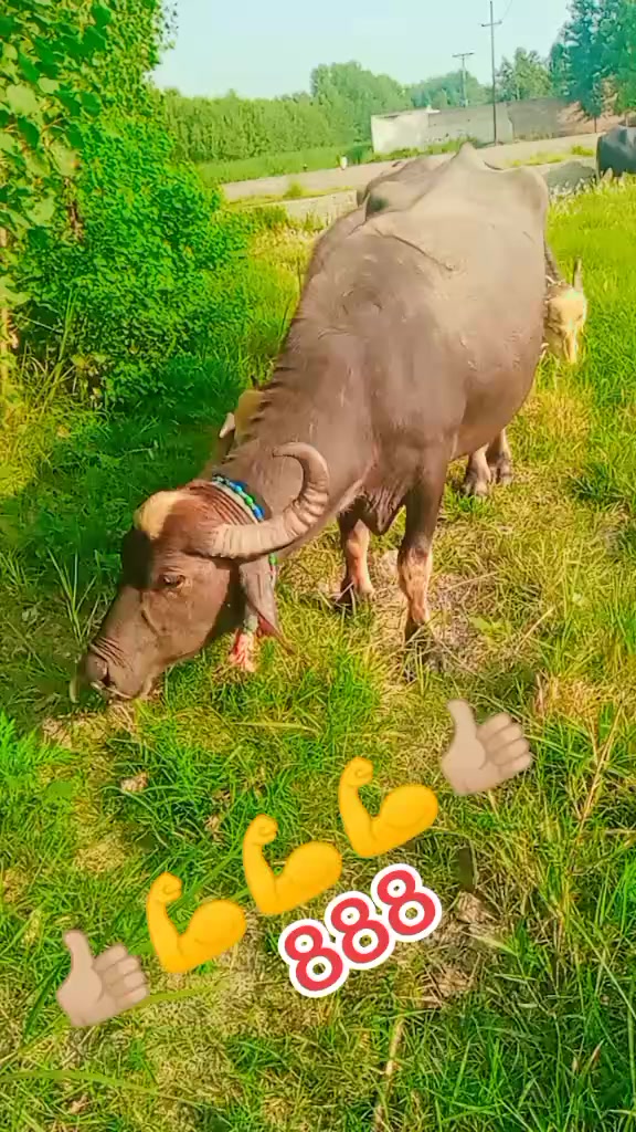 @Umarjan