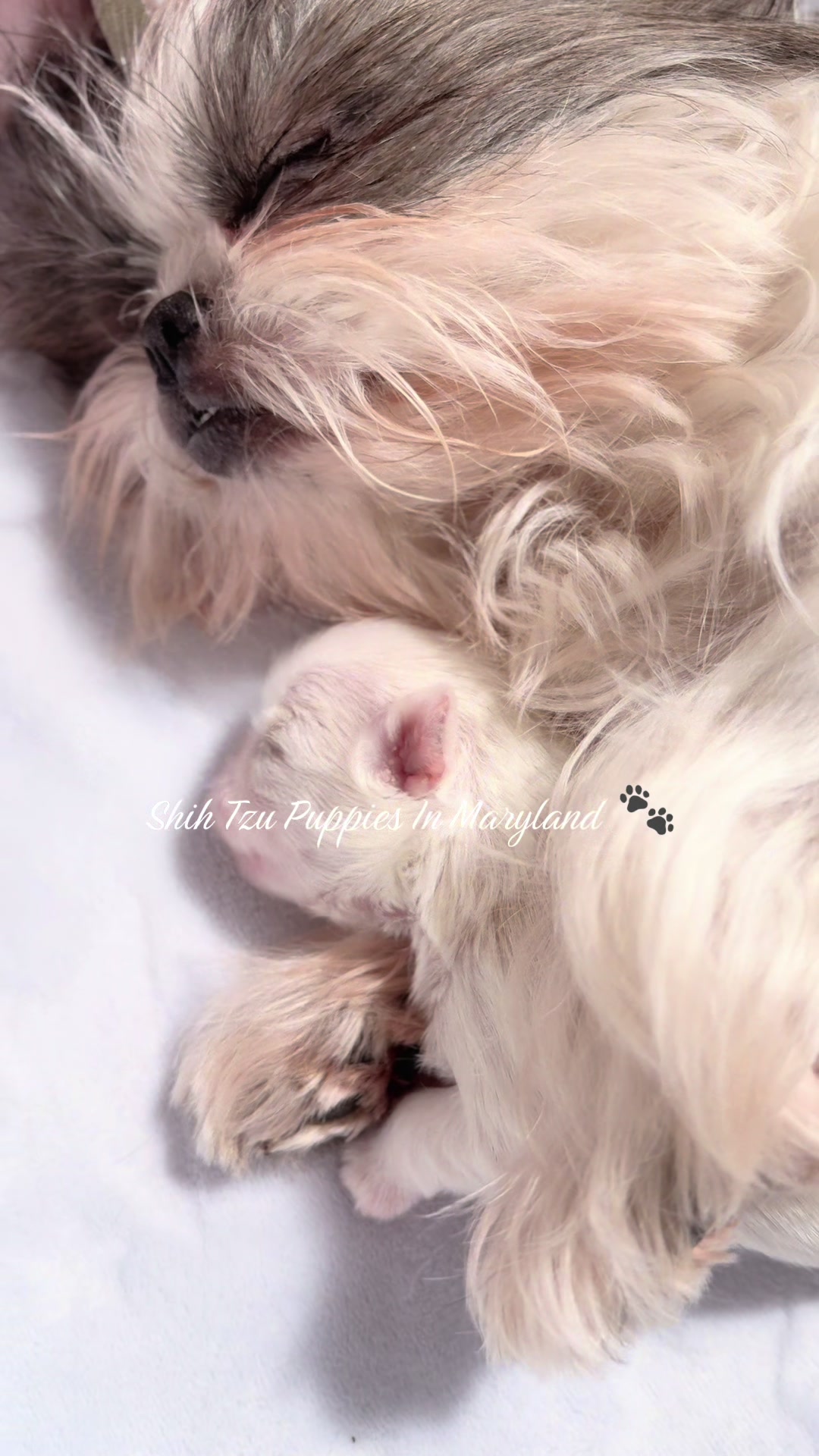 @Shih Tzu Puppies in Maryland