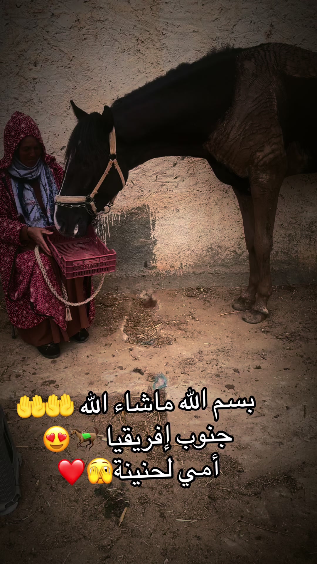 @jasser barhoumi راكب لدهم