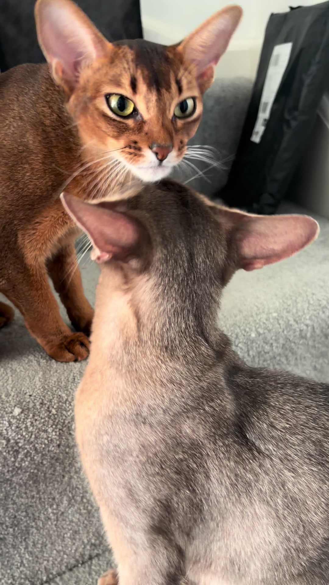 @Abyssinian cat UK