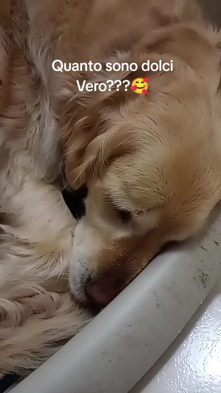 @Whisky&Jenny Golden retriever
