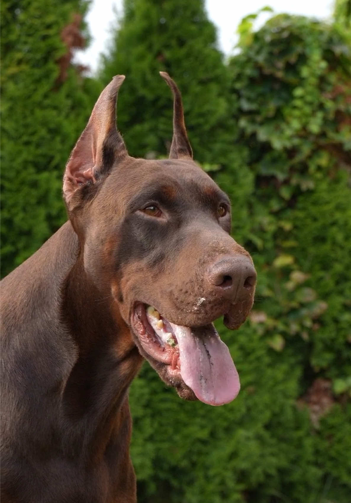@GRAREVA dobermanns