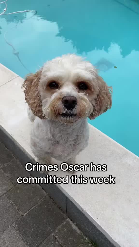 @My Cavachon