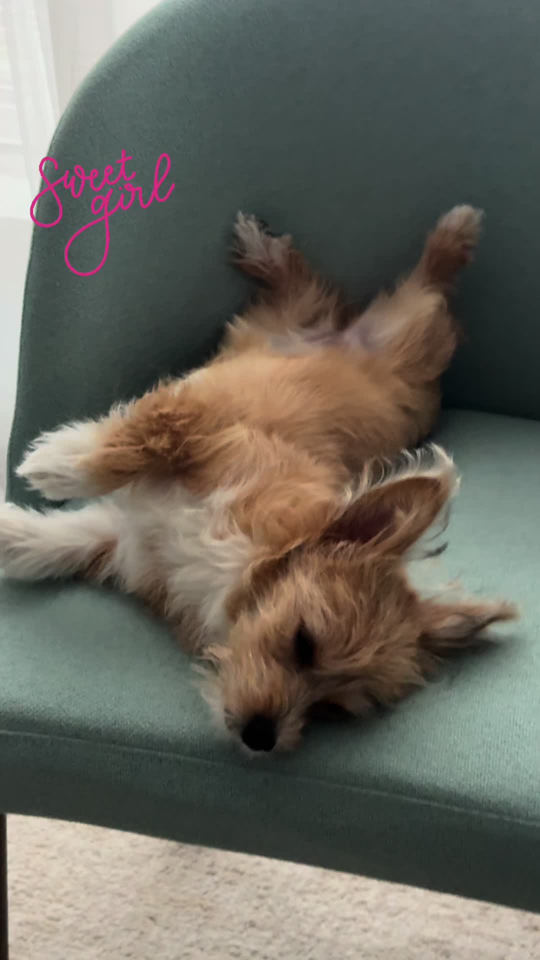 @Puppy Mynnie (Podlee + Cogi)
