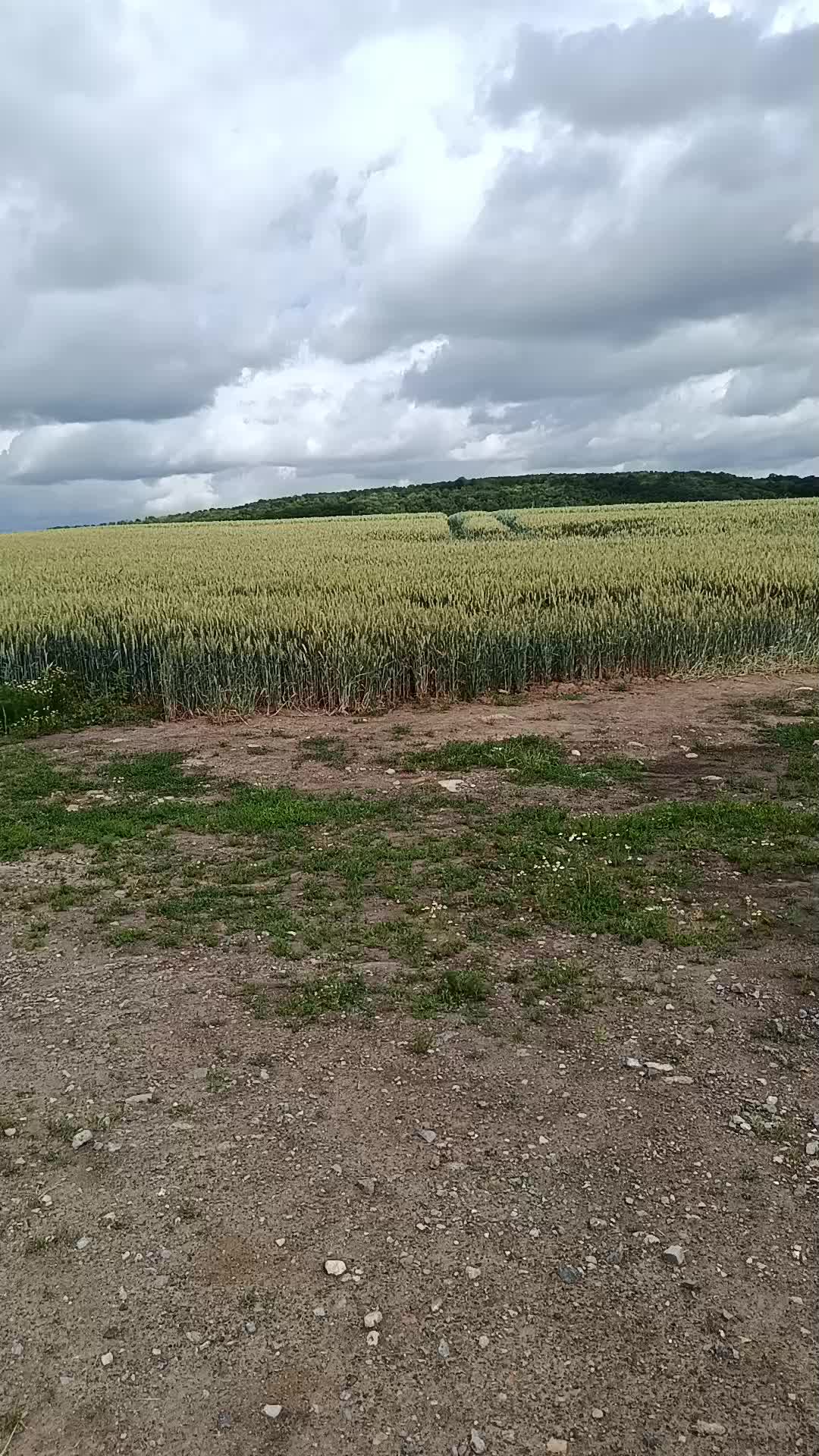 @saliha la prunelle