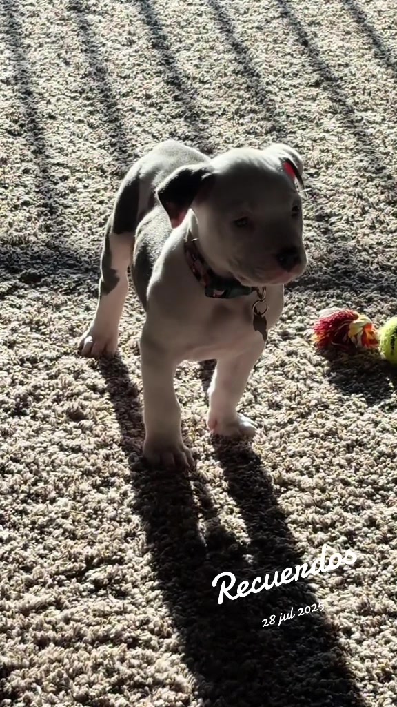@@losbaby🐶🤍🖤💙