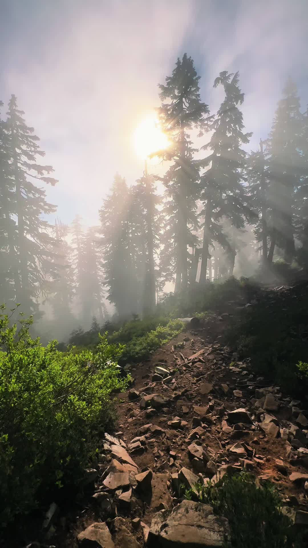 @🌲 James | WA 🏔️
