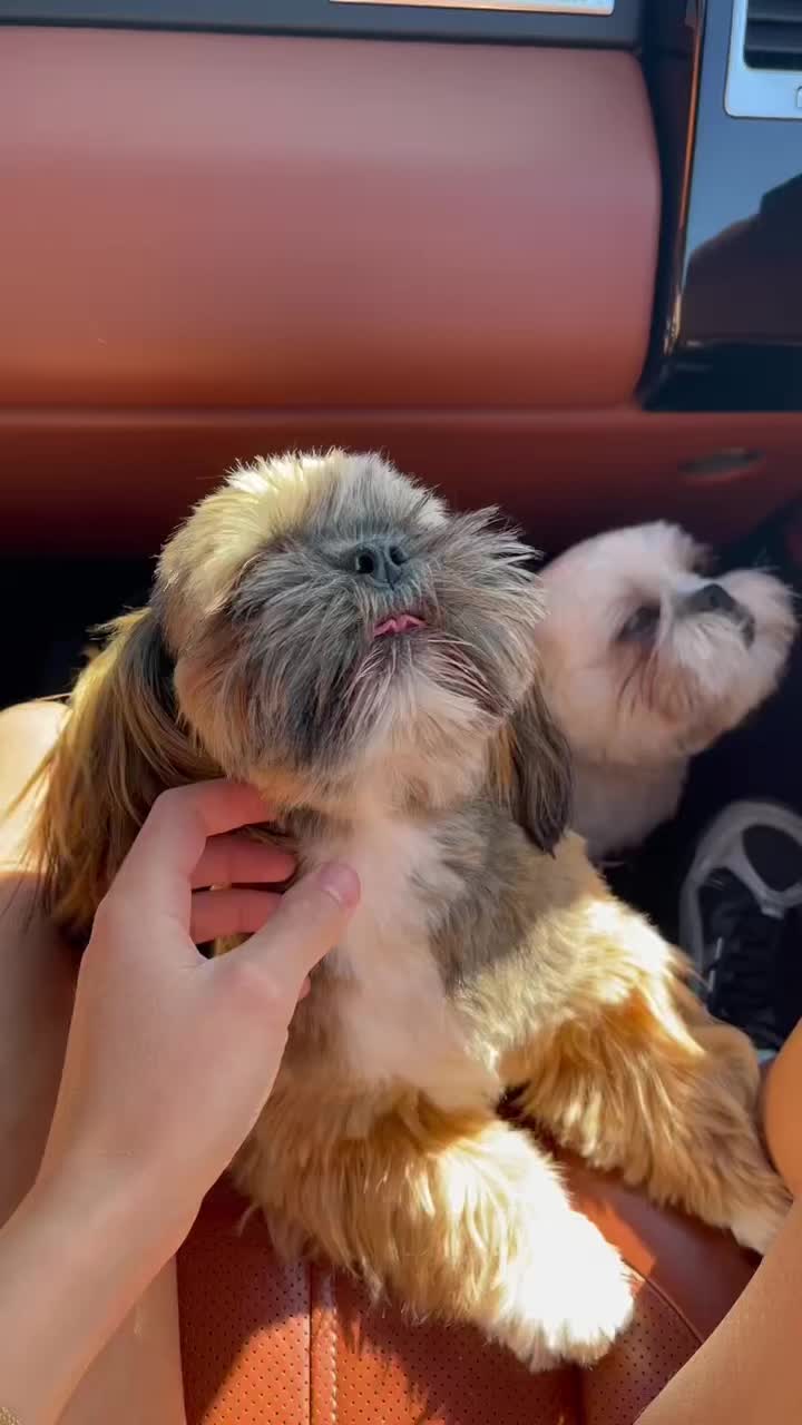 @Oscar😎  Lyalya 🥰 Hugo😜