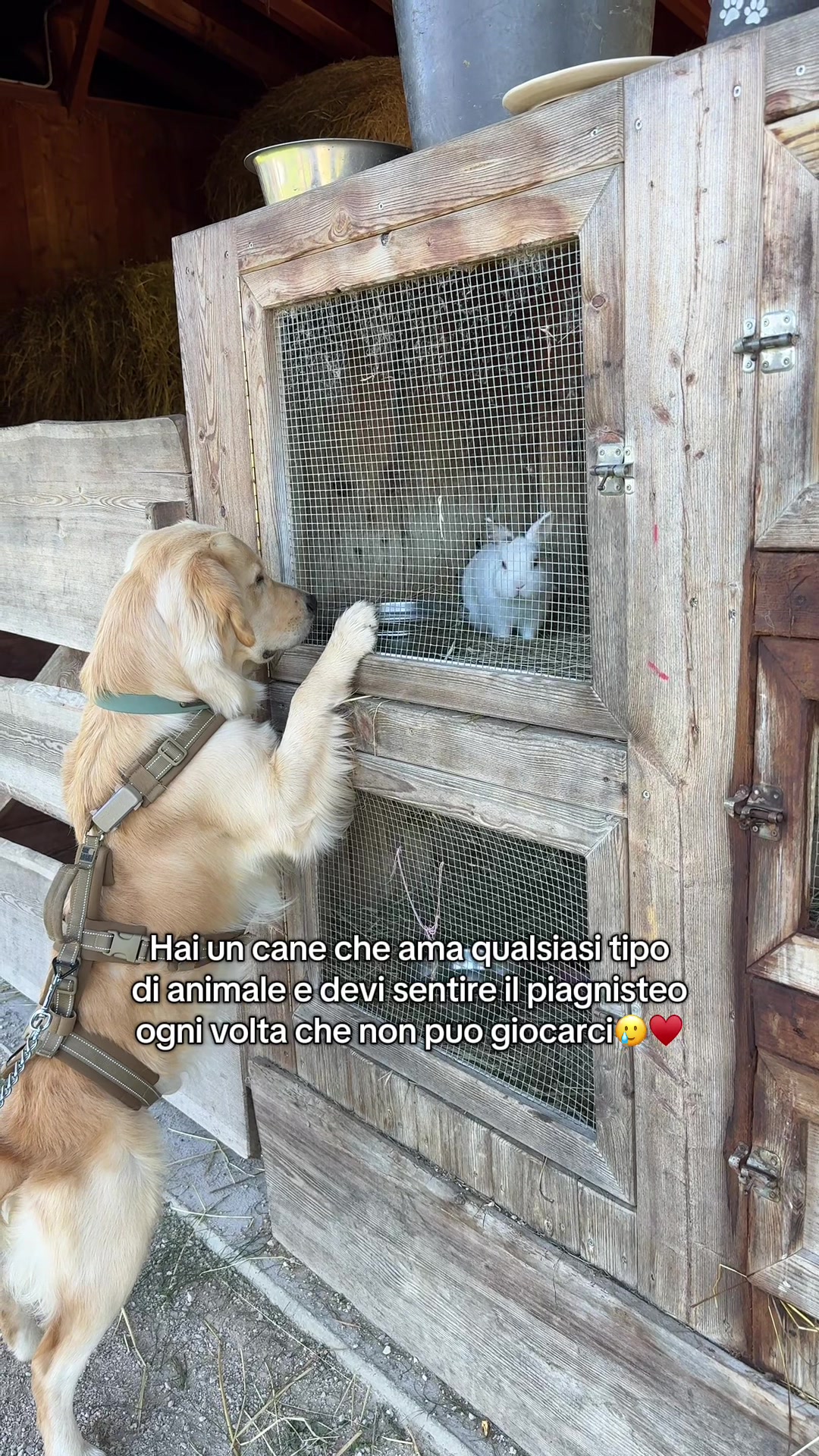 @AMELI(SSA)🐶👧🏻