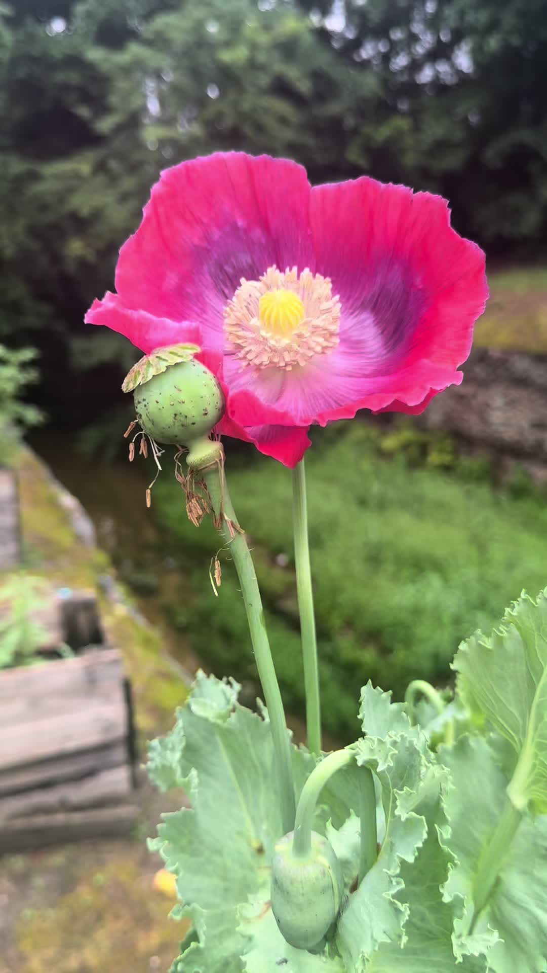 @The FlowerNP