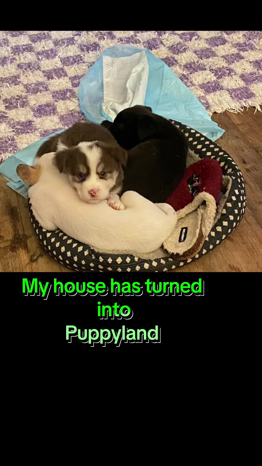 @Jessica ForgottenDogLeague
