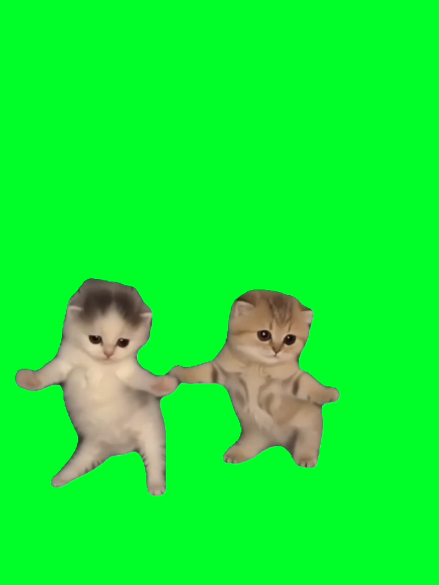 @TikTok Template