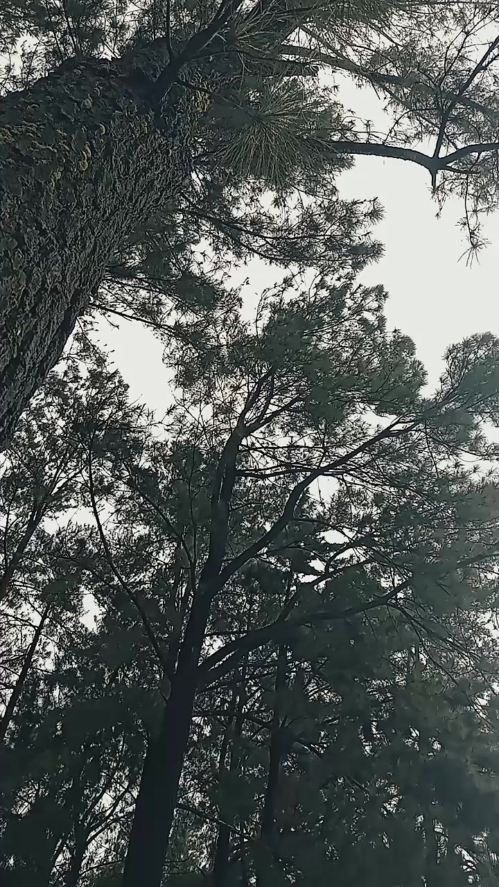 @ᴏʀᴀɴɢ_ᴋᴇᴛɪɢᴀ