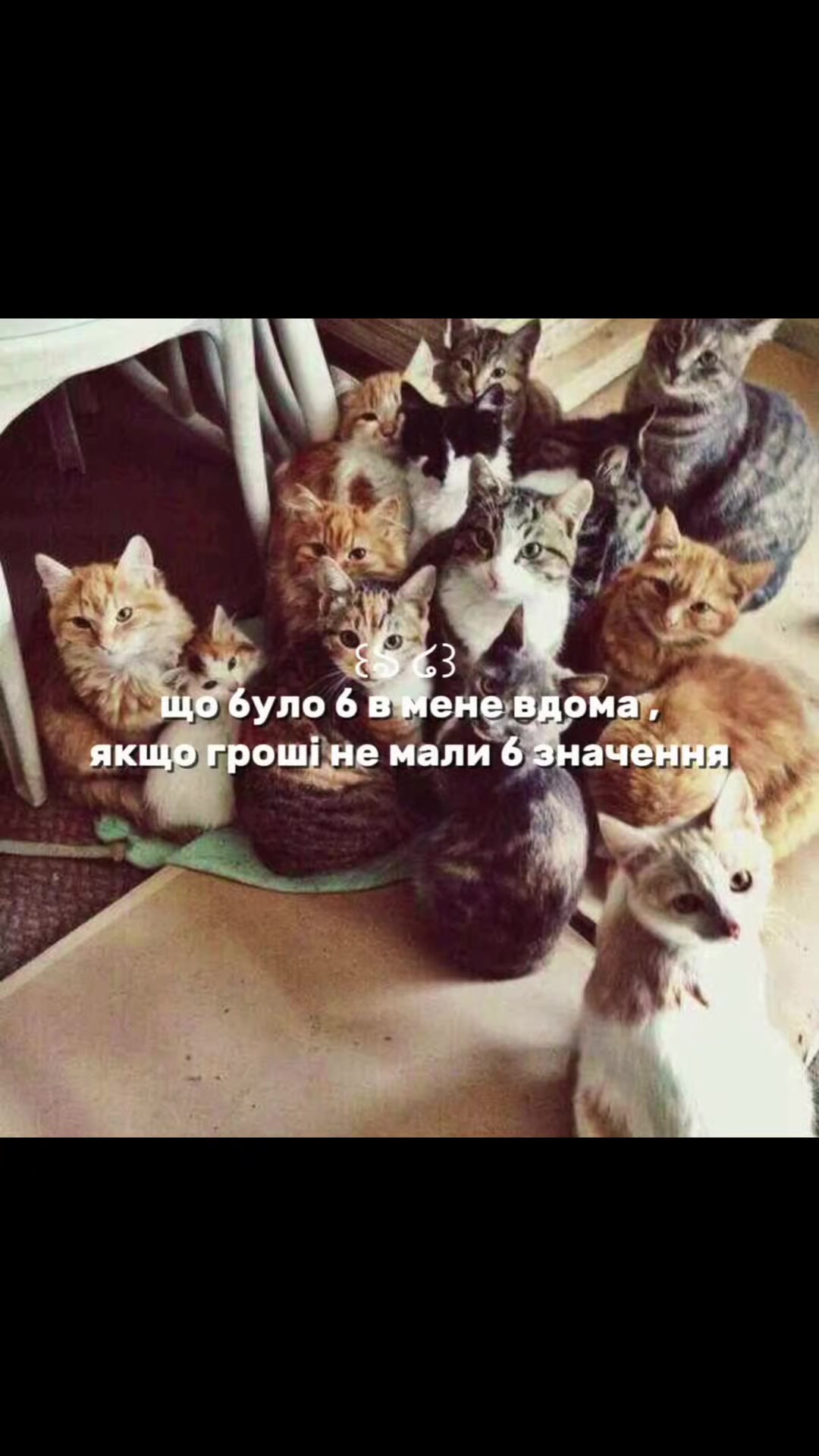 @ฅ^•ﻌ•^ฅ