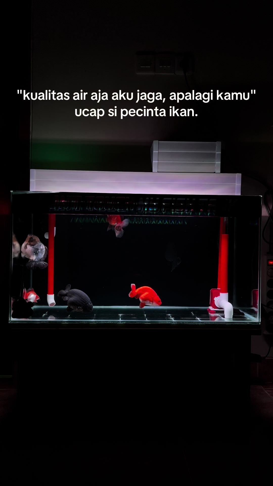 @Koko Koki