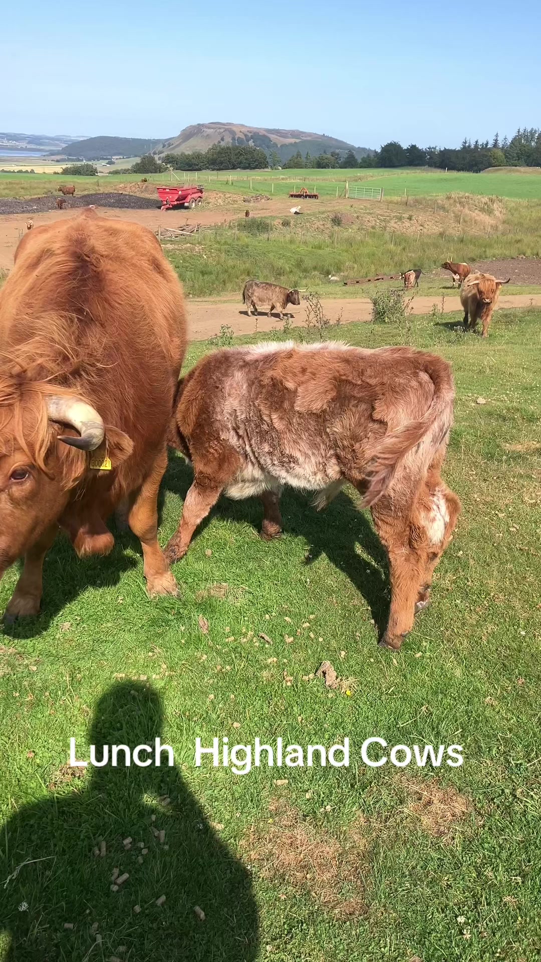 @Highland Coo Clan