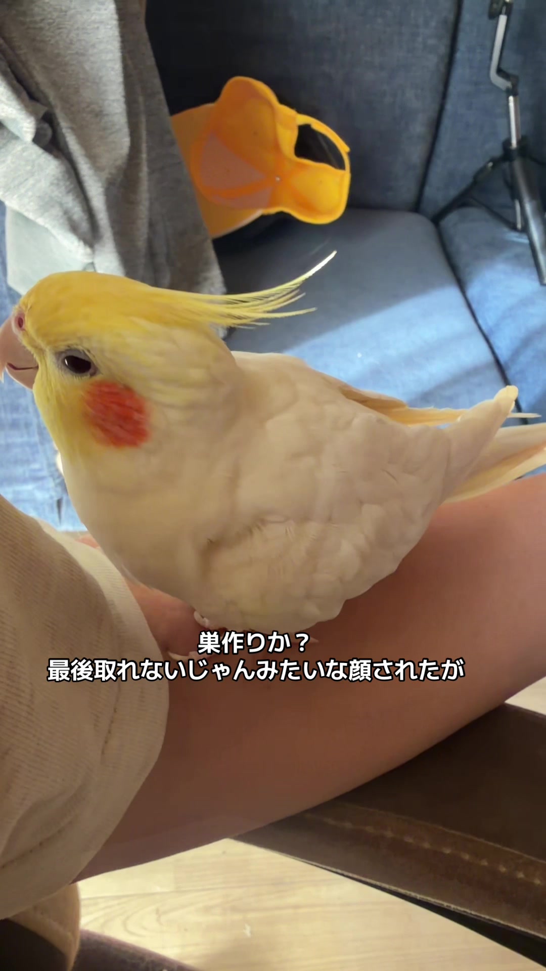 @rokusuke