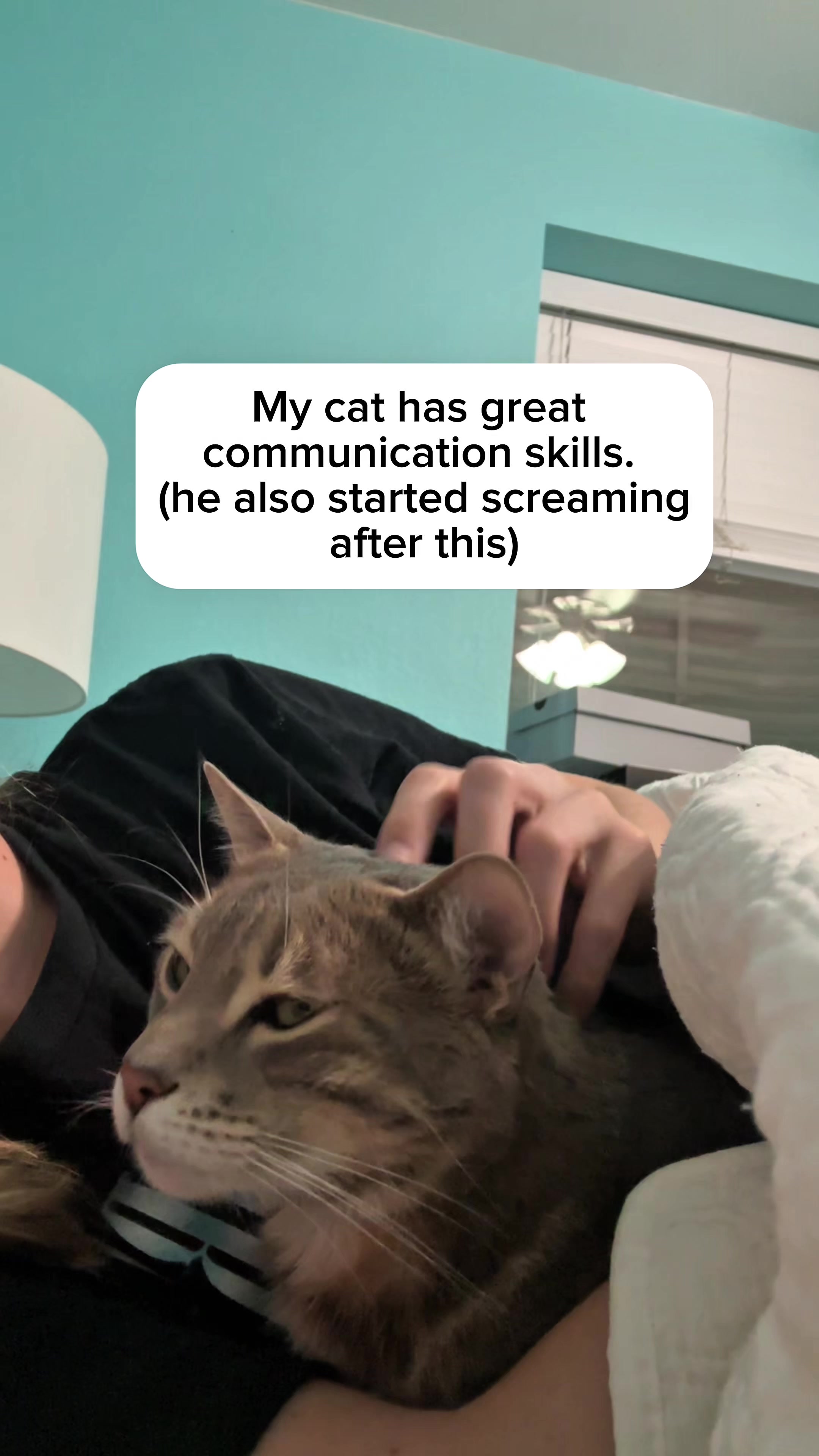 @Mochi the Bengal