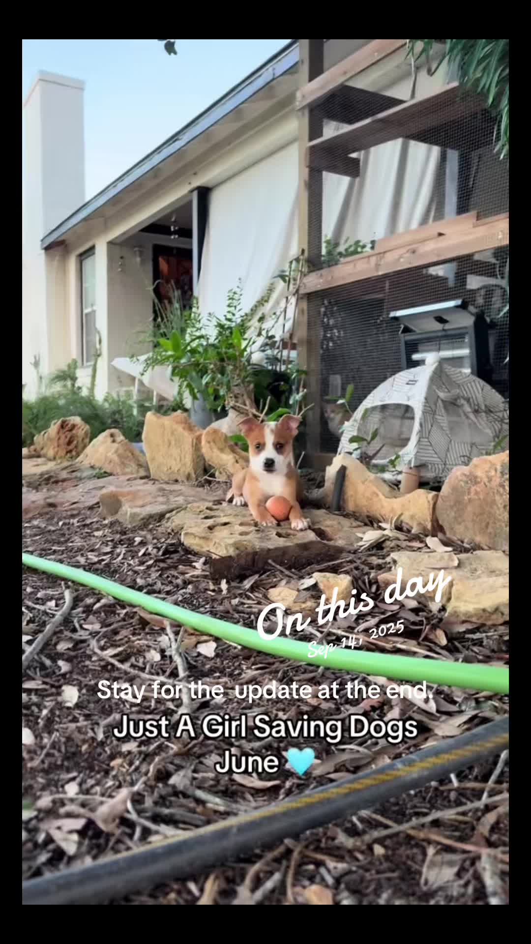 @Just A Girl Saving Dogs