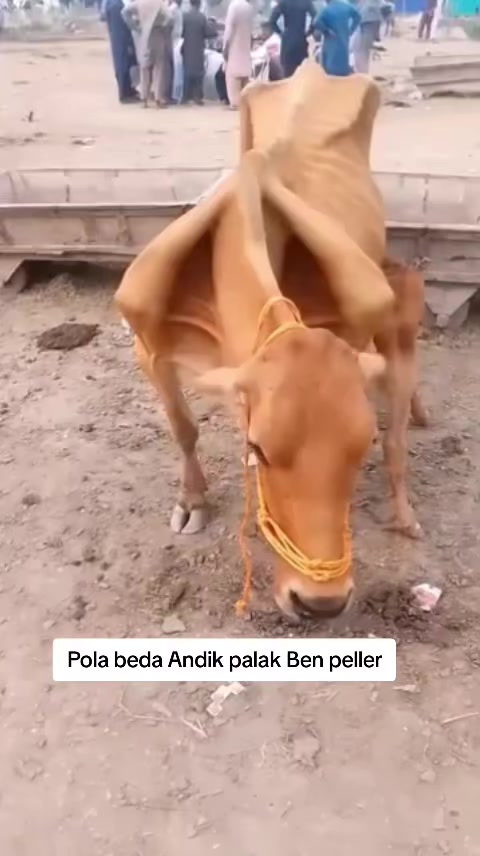@ihyak_abb4sy